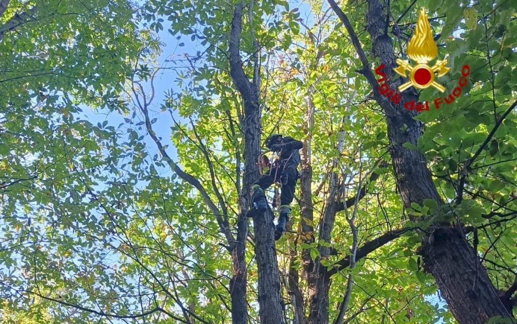Il gatto fugge in cima a un albero: salvo grazie ai pompieri