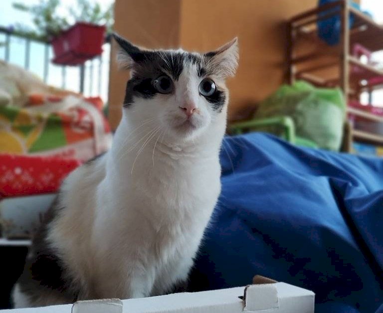 A Confreria si cerca Mia, una gatta di quattro anni - RITROVATA