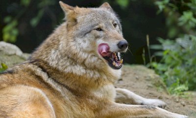 Predazioni dai lupi, la Regione mette a disposizione 270mila euro per gli allevatori