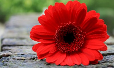 Savigliano, una gerbera rossa contro la violenza sulle donne