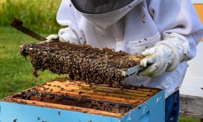 Dalla Regione 1,6 milioni di euro a sostegno di 431 apicoltori