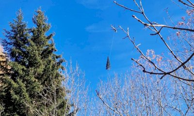 È partito da Macra l'albero che verrà issato in piazza San Pietro per le festività natalizie