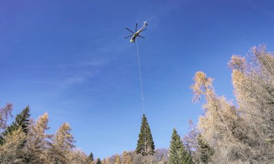 Da Macra l'albero di Natale per piazza San Pietro. Cirio: 