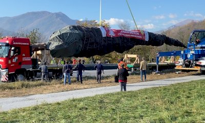 Dai boschi della val Maira, un abete di 30 metri per il Natale del papa
