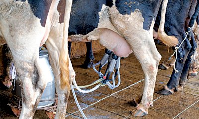 Latte, Confagricoltura Piemonte: “Allevatori preoccupati per il ribasso del prezzo alla stalla”