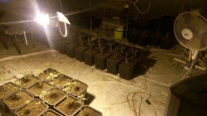 Ha più di 200 piante di marijuana, arrestato braidese 62enne