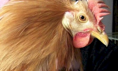 A Morozzo c'è la Fiera del Cappone