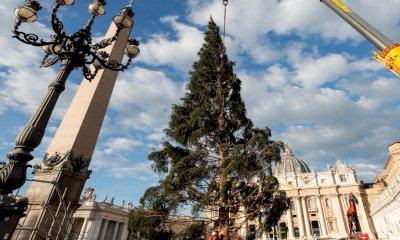 Sabato si accende l’albero di Natale a San Pietro, donato da Macra