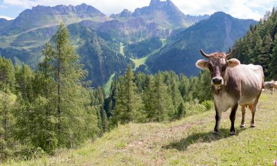 Tutela degli alpeggi, approvato l’ordine del giorno di Monica Ciaburro