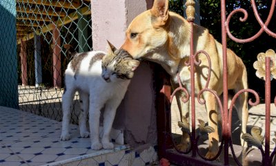 Cuneo approva il regolamento animali: ecco cosa possono fare i padroni di Fido e Micio (e cosa no)