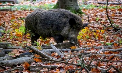 Apre il bando regionale a sostegno degli allevatori per la protezione del bestiame dalla fauna selvatica