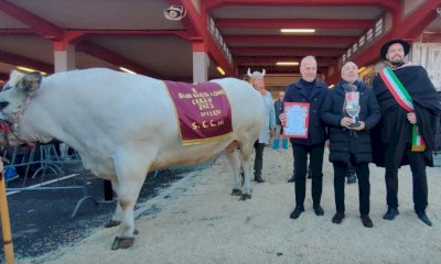 Fiera del Bue Grasso, Bergesio: “Tuteliamo la carne di razza piemontese. No alla carne sintetica”