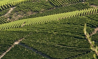 L’Assemblea dell’Associazione Comuni del Moscato ha ospitato i vertici del Consorzio di Tutela