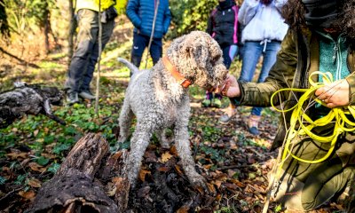 Alla scoperta del tartufo nero: tre incontri per imparare a conoscerlo
