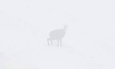L'indole degli animali selvatici in una mostra a Entracque