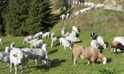 Qualità dell’aria, Confagricoltura Cuneo: “Il miglioramento è anche merito dei nostri imprenditori agricoli”