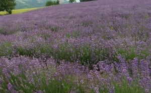 Festa della Lavanda 2017