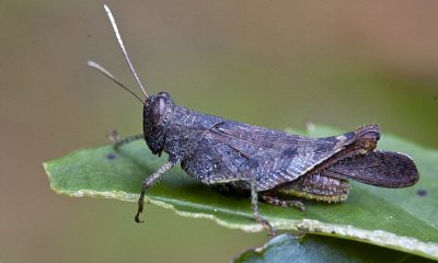 “Farina di insetti: gli italiani non rischieranno di mangiarla senza saperlo”