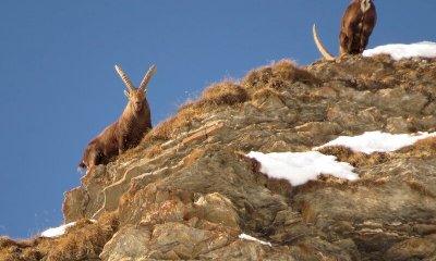 Nuovo censimento degli stambecchi nel Parco del Monviso