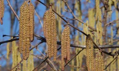 Anche quest'anno in Piemonte segnali di pollinazione anticipata