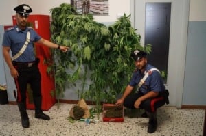 Coltivavano cannabis in serre artigianali nel Saluzzese, denunciati