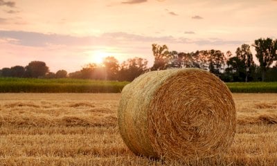 Parte oggi la nuova rubrica dedicata al mondo dell'agricoltura