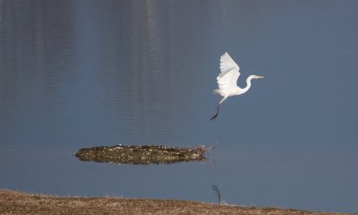 Alla scoperta degli animali e dei vegetali che prosperano nelle aree umide