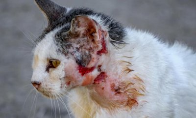 L’appello dei volontari: “Ecco cosa succede a non sterilizzare i gatti”