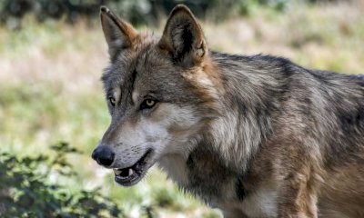 Cia Cuneo: “Bene il bando che risarcisce i danni causati dai lupi agli allevamenti zootecnici” 