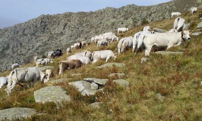 “L’affidamento e la gestione degli alpeggi comunali”, un convegno in Provincia