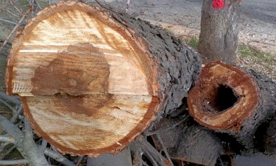 In corso a Cuneo l’abbattimento degli alberi a rischio caduta