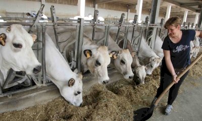Cia Cuneo: “Chi alleva bovini di Razza Piemontese non può sempre lavorare in perdita”