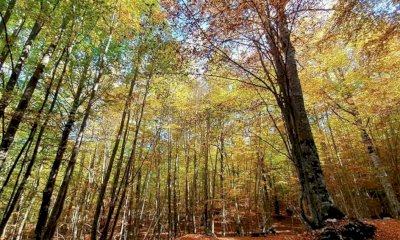 A Monastero di Vasco una dimostrazione sulla gestione degli scarti di bosco