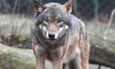 A Racconigi “Il ritorno del lupo in collina e pianura. Conoscere per coesistere”