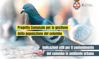 A Racconigi prosegue il piano di contenimento del colombo: in distribuzione volantini informativi