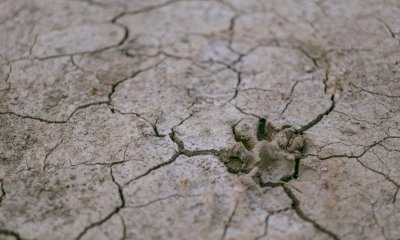 Aziende agricole, il Comune di Cuneo raccoglie le segnalazioni di danni da siccità