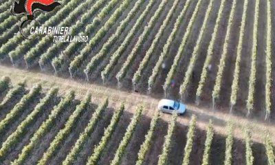 Caporalato nelle vigne delle Langhe, maxi operazione dei Carabinieri