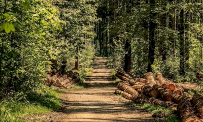 La filiera del legno tra opportunità e sviluppo: convegno di Confagricoltura a Frabosa