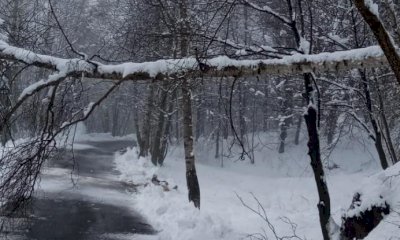 Anche a Peveragno alberi caduti sotto il peso della neve