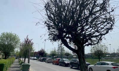 Savigliano, al via la sostituzione di alcuni alberi malati