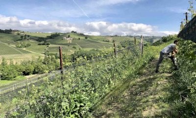 Cia Cuneo: “Bene il bando per l’agricoltura biologica, anche perché il settore è in difficoltà”