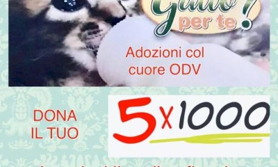 Il 5X1000 a chi aiuta gli animali: l’appello di Il Gatto per Te