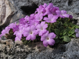 I Giovedì del Parco: proiezione dedicata alla flora
