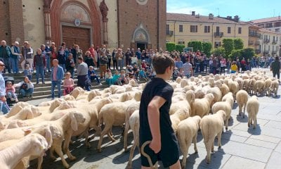 Mucche e pecore in corteo a Saluzzo: si rinnova la “rudunà” (GALLERIA)