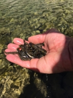 Quattrocentomila trotelle immesse nei torrenti della provincia di Cuneo