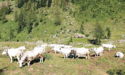 Confagricoltura porta al “Cuneo Montagna Festival” le istanze delle aziende delle Terre Alte