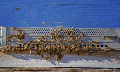 Domani al Festival della Montagna il Convegno “Montagna: domani è già qui”