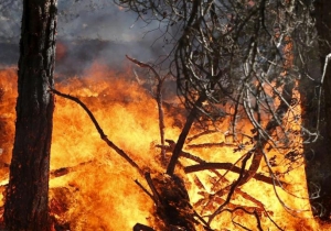 Come prevenire gli incendi boschivi