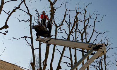 Cuneo, non solo abbattimenti: procedono le piantumazioni degli alberi