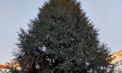 Lettera da un cedro di piazza Europa: “Ora chiediamo ai cittadini cuneesi di parlare per noi”